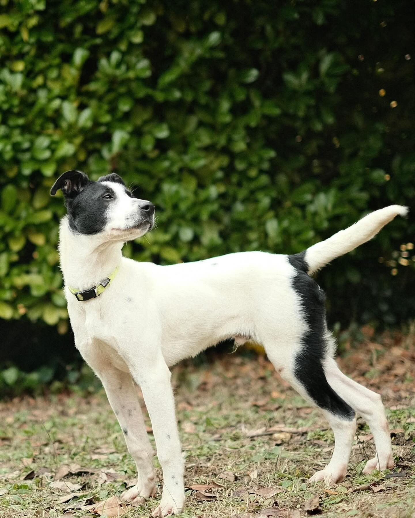 Patch