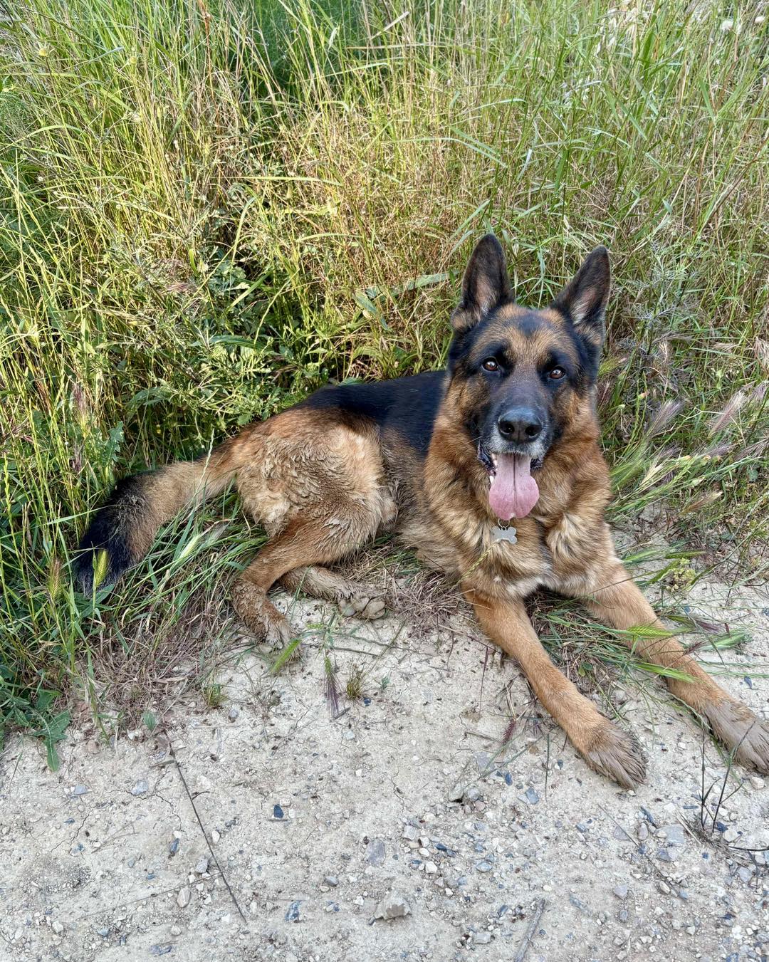 Rex