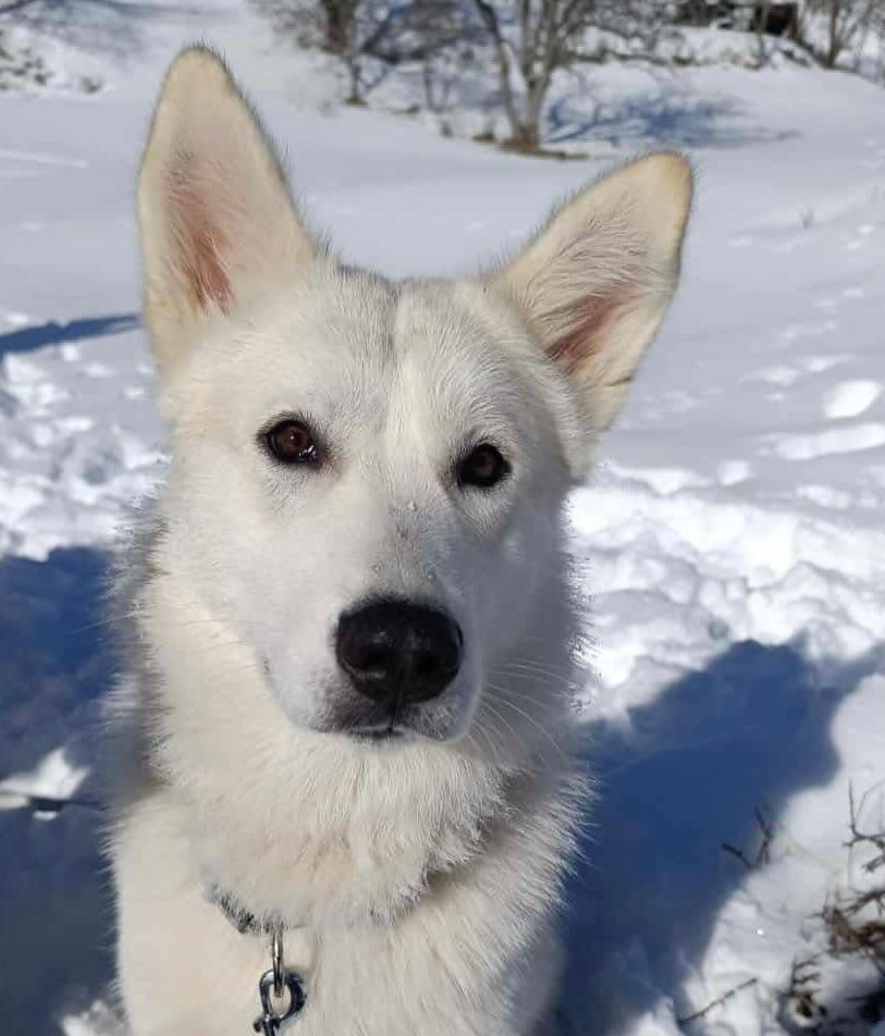 Milo