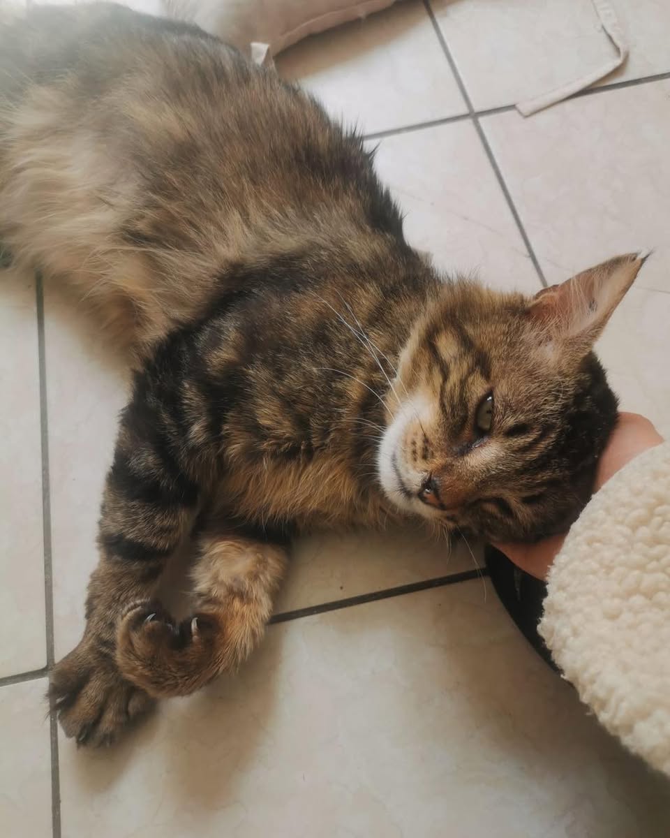 Oscar
