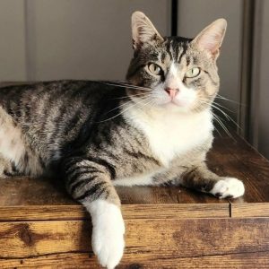 César