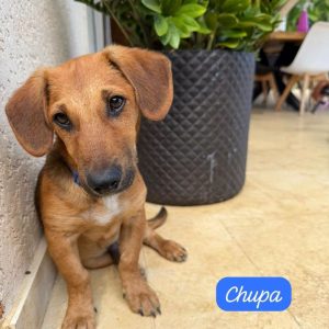 Chupa