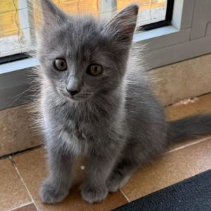 Mochi et Onyx