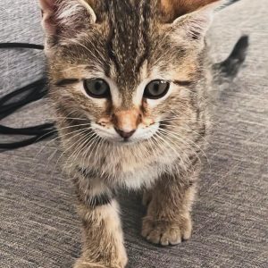 Pypper