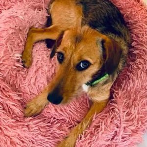 Loréa