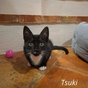 Tsuki