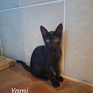 Yami